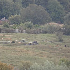 Species on African Safari experience