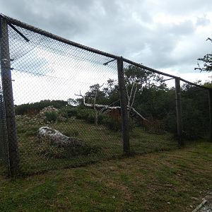 Scottish Wildcat enclosure