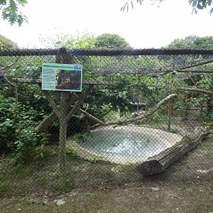 Margay enclosure