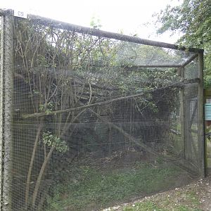 Rusty-spotted Cat enclosure