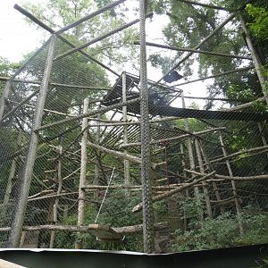 Moloch Gibbon enclosure