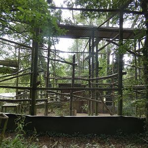 Golden-bellied Mangabey enclosure