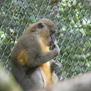 Golden-bellied Mangabey enclosure