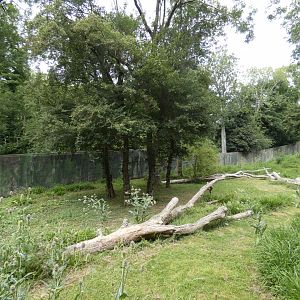 Western Lowland Gorilla breeding group outdoor enclosure
