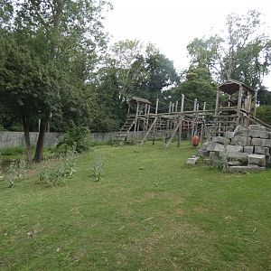 Western Lowland Gorilla breeding group outdoor enclosure (2)