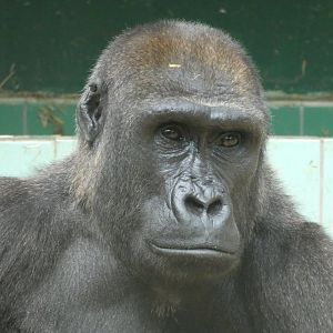 Female Western Lowland Gorilla