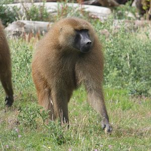 Guinea Baboon