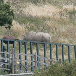 Southern White Rhino
