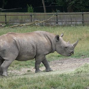 Eastern Black Rhino