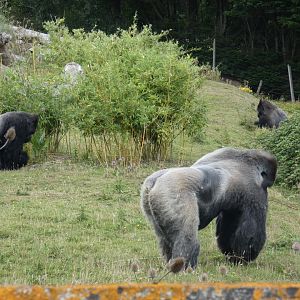 Bachelor group of Gorillas