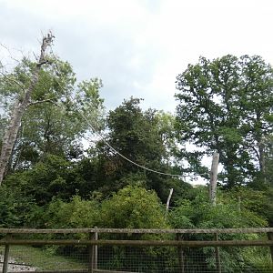 Colobus and De Brazza's Monkey enclosure