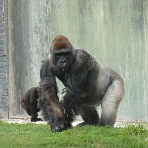 Silverback Western Lowland Gorilla