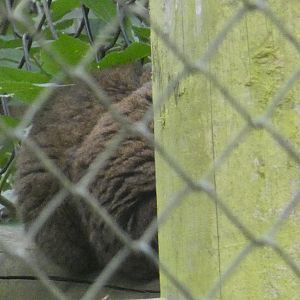 Lesser Bamboo Lemur
