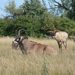 Roan Antelopes