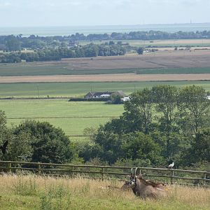 Roan Antelope and view