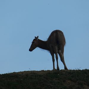 Père David's Deer