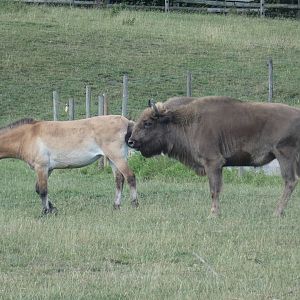 Przewalski's Horse and European Bison
