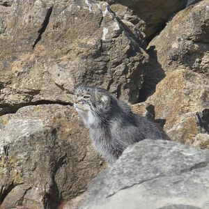 Pallas' Cat amongst rocks