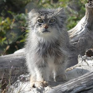 Pallas' Cat