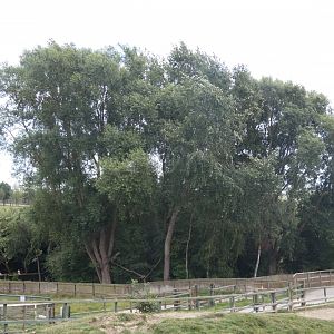 View of Red Panda enclosure from behind