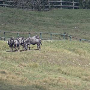 Wildebeest and Zebra