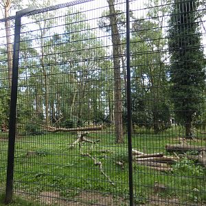 Lion enclosure