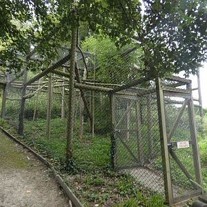 Greater Bamboo Lemur enclosure