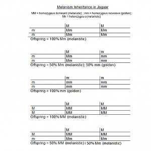 Melanism Inheritance in Jaguar