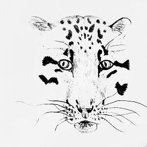 Clouded panther head