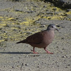 Ruddy ground-dove (Columbina talpacoti)