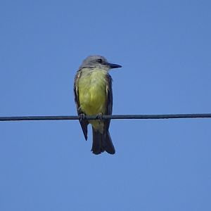 Tropical/couch's kingbird (Tyrannus)