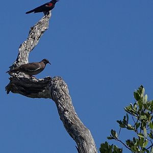 White-winged dove (Zenaida asiatica) & red-winged blackbird (Agelaius phoeniceus)