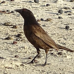 Bronzed cowbird (Molothrus aeneus)