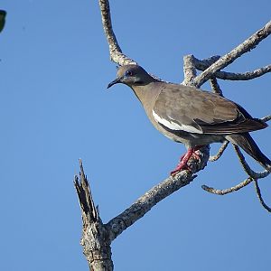 White-winged dove (Zenaida asiatica)