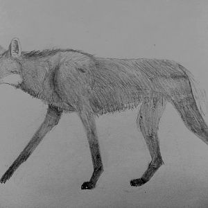 Maned wolf