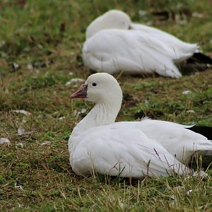 Ross's Goose - 1 August 2020