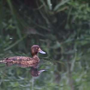 Baer's Pochard - 1 August 2020