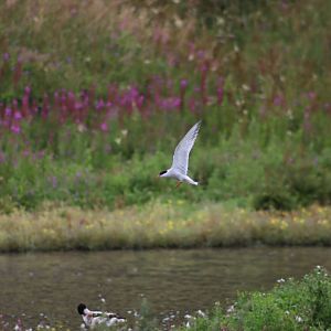 Common Tern (wild) - 1 August 2020