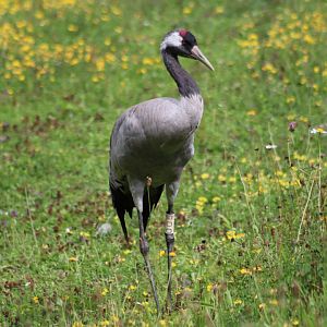 Eurasian Crane - 1 August 2020