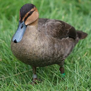 Philippine Duck - 1 August 2020