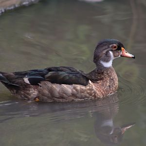 North American Wood Duck - 1 August 2020
