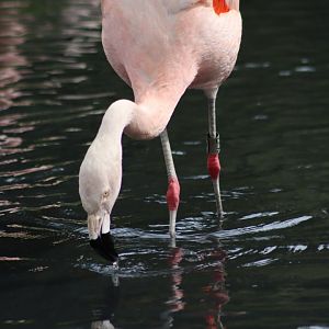 Chilean Flamingo - 1 August 2020