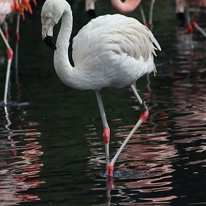 Chilean Flamingo - 1 August 2020