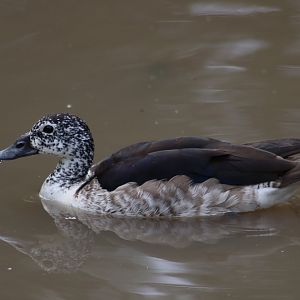 Comb Duck - 1 August 2020