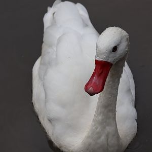 Coscoroba Swan - 1 August 2020