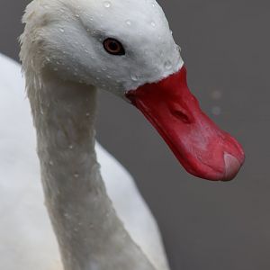 Coscoroba Swan - 1 August 2020
