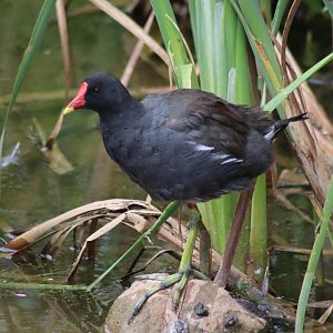 Common Moorhen (wild) - 1 August 2020