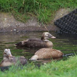 Spectacled Eider - 1 August 2020