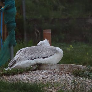 Unknown Pelican Sp. - 1 August 2020