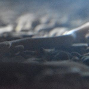 Olm, Grotte de Clamouse, France